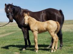 Bueno Macy Reed JW<br>AQHA 5308558
